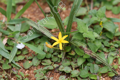 Curculigo orchioides